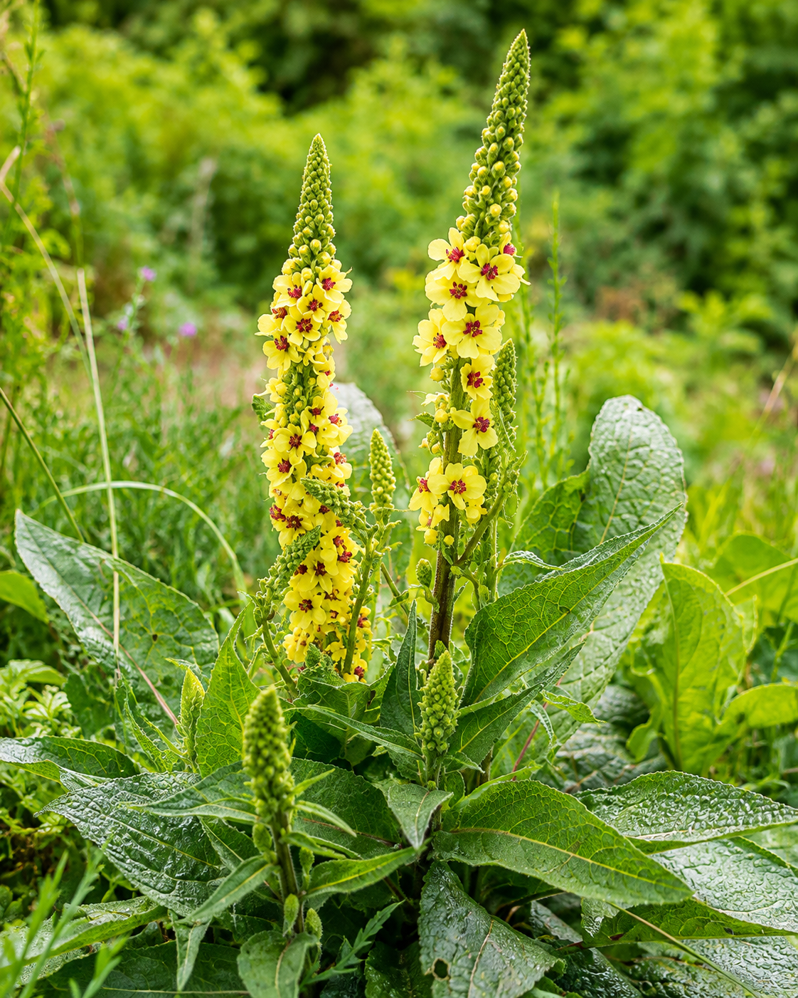Mullein plant